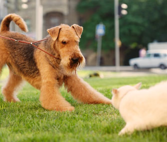Dog Chasing Cat